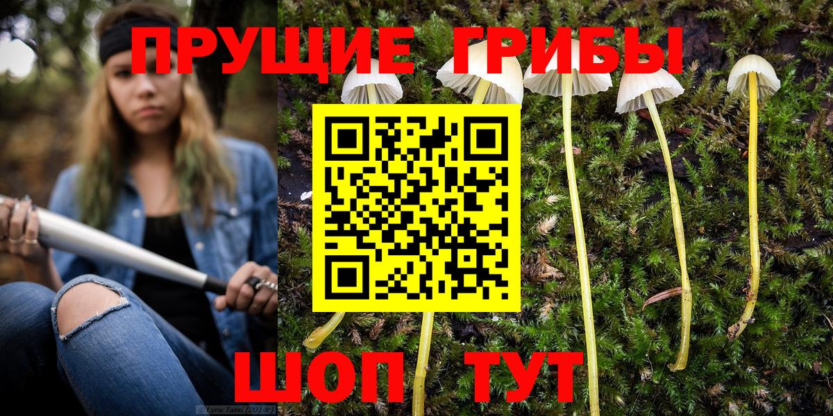 Псилоцибиновые грибы Cubensis Пугачёв